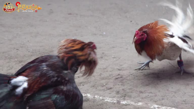 What is live cockfighting?