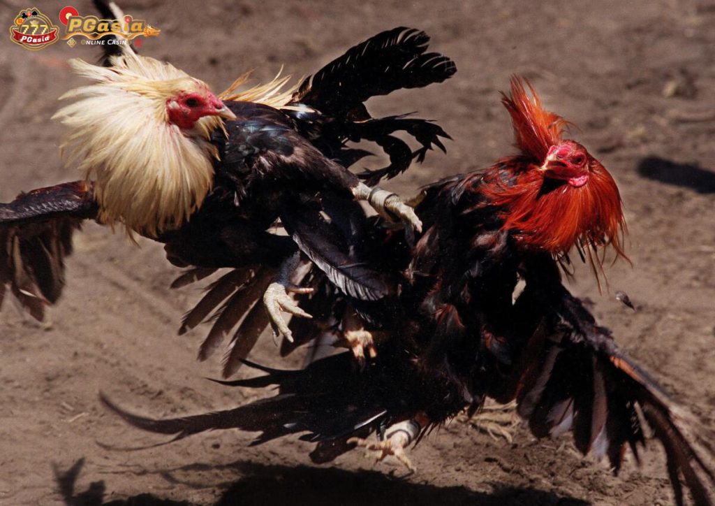 What are the current forms of live cockfighting?