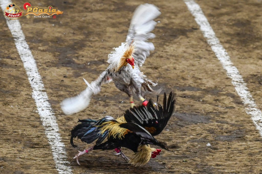 Learn about the cockfighting process