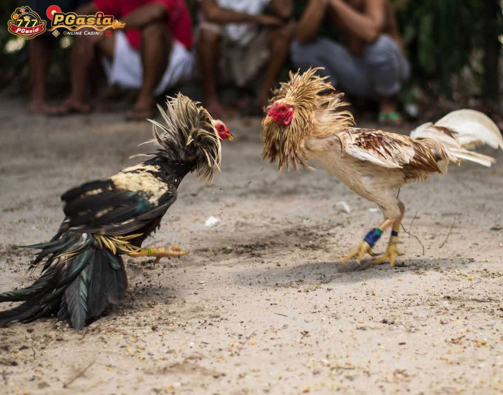 Calculate accurate cockfighting bets